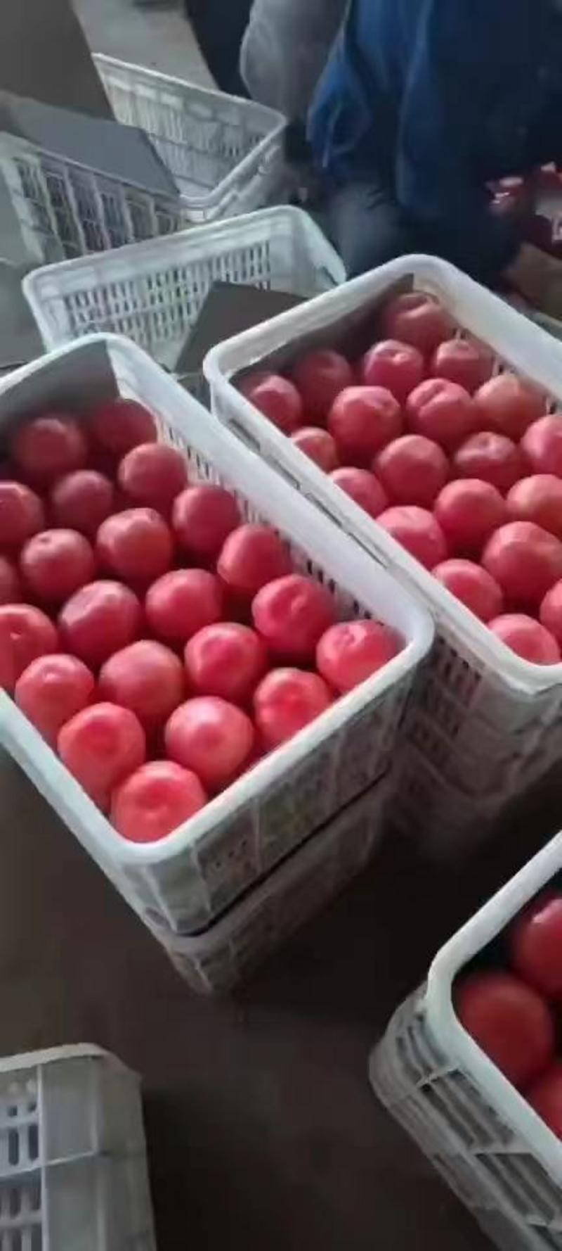 河北饶阳硬粉西红柿，大量供应，品质保障，可视频看货