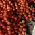 河北饶阳硬粉西红柿，大量供应，品质保障，可视频看货