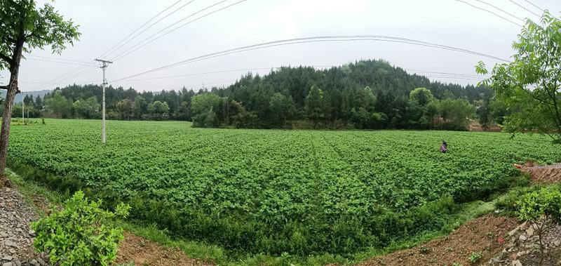 四川省南充基地种植三青莴笋，红尖叶无空心，无裂口