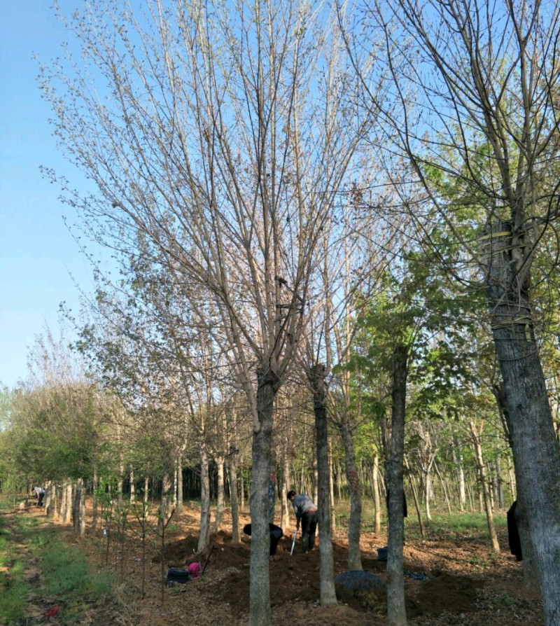 【牛商推荐】南阳南召五角枫261~300cm