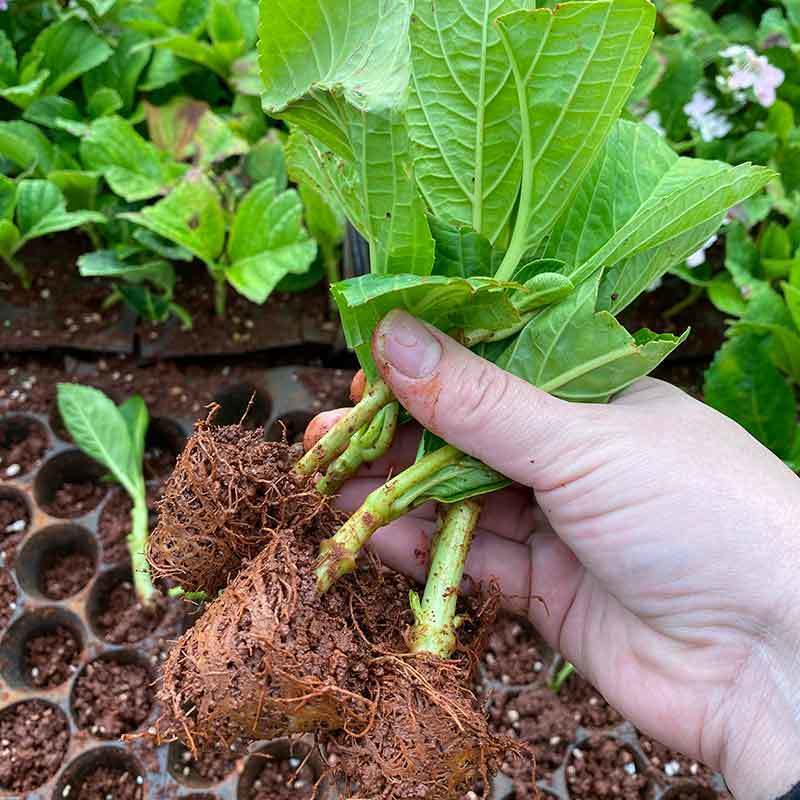 云南绣球花苗四季开花耐寒耐热庭院盆栽花卉无尽夏八仙花小苗