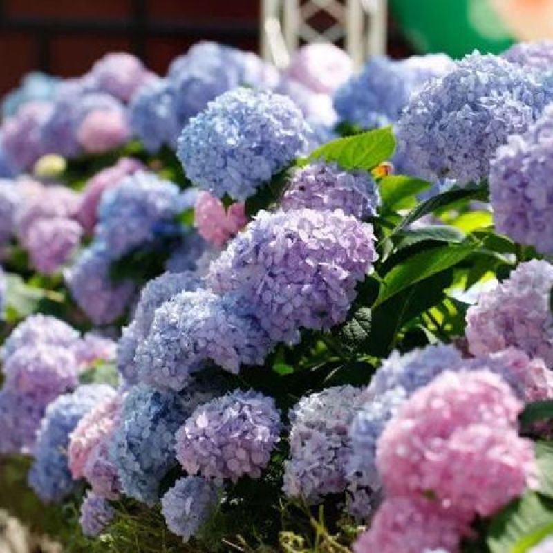 云南绣球花苗四季开花耐寒耐热庭院盆栽花卉无尽夏八仙花小苗