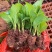 云南绣球花苗四季开花耐寒耐热庭院盆栽花卉无尽夏八仙花小苗