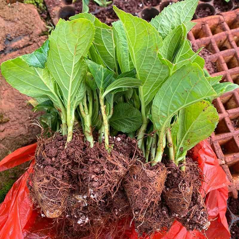 云南绣球花苗四季开花耐寒耐热庭院盆栽花卉无尽夏八仙花小苗