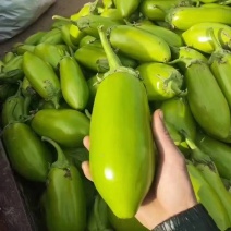 茄子，颜色非常漂亮，个头大，光滑又好看，