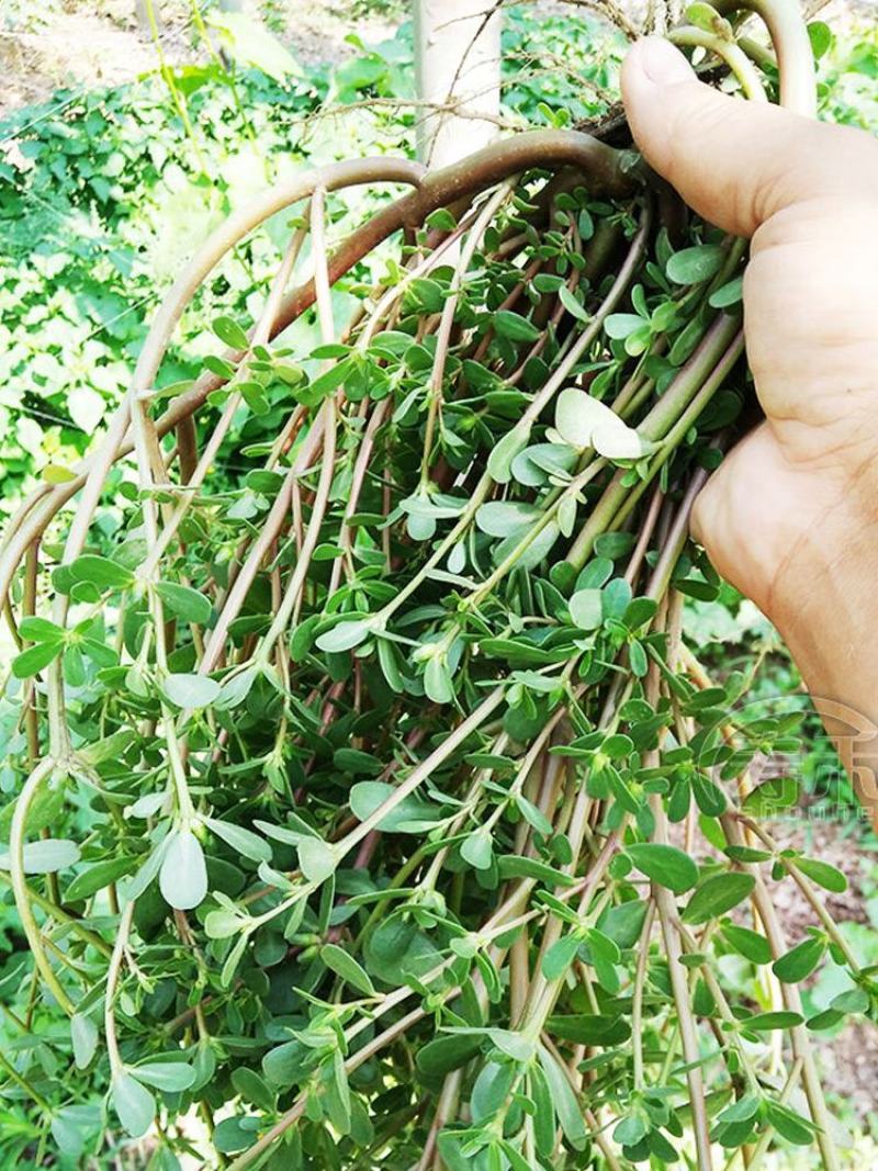 野生马齿苋大量上市现挖新鲜长期有货