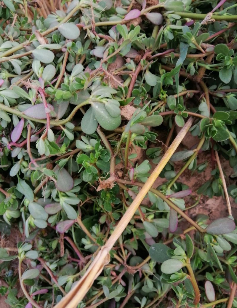 野生马齿苋大量上市现挖新鲜长期有货