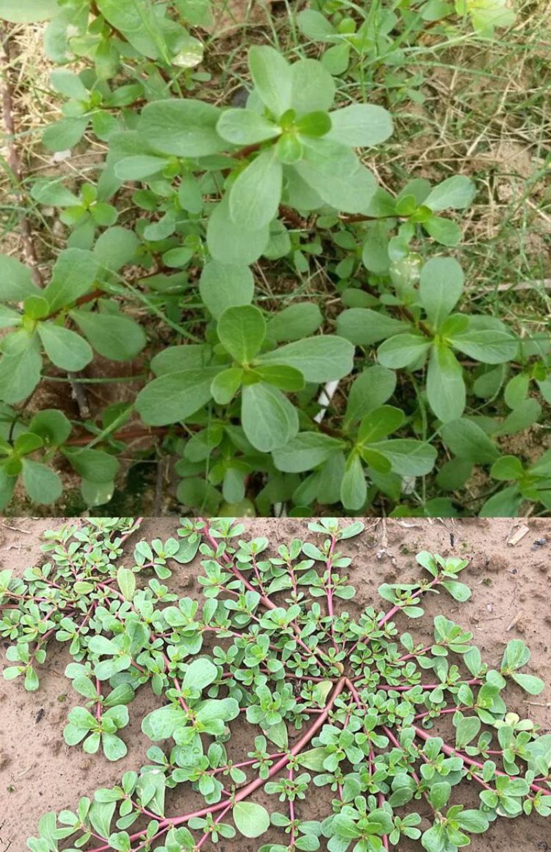 野生马齿苋大量上市现挖新鲜长期有货