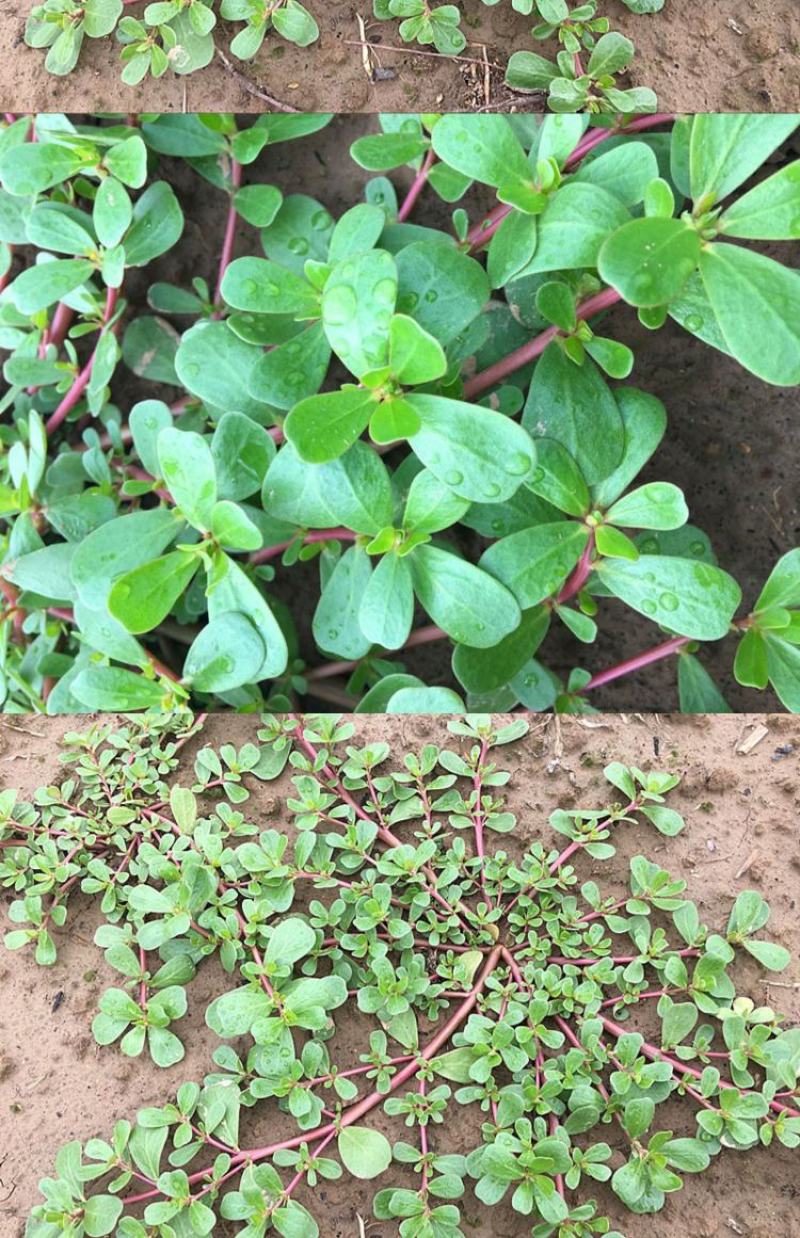 野生马齿苋大量上市现挖新鲜长期有货
