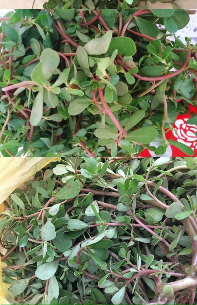野生马齿苋大量上市现挖新鲜长期有货
