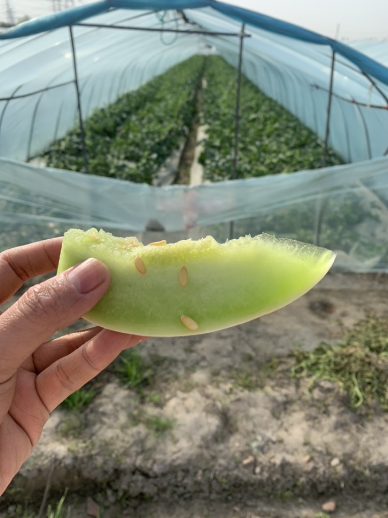 南汇玉姑大批量上市中，价格美丽，量大价廉
