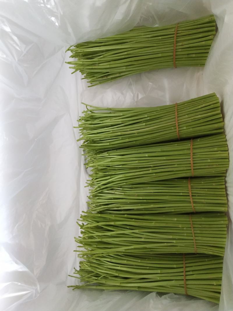 芦蒿