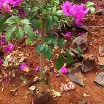 50棵起云南紫三角梅重瓣三角梅花庭院爬藤植物阳台盆栽花卉