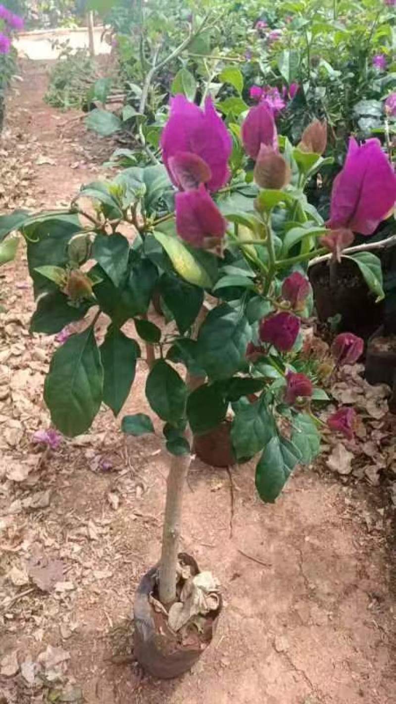 50棵起云南紫三角梅重瓣三角梅花庭院爬藤植物阳台盆栽花卉