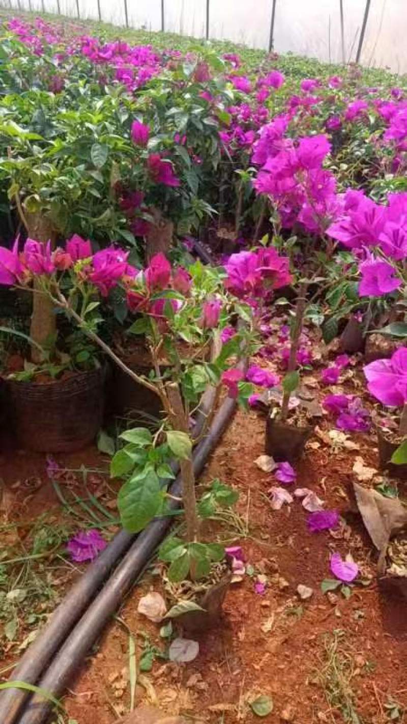 50棵起云南紫三角梅重瓣三角梅花庭院爬藤植物阳台盆栽花卉