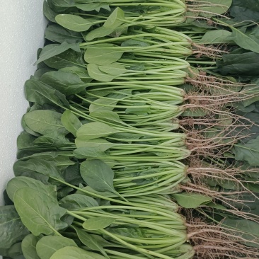 本地现拔菠菜
