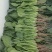 本地现拔菠菜