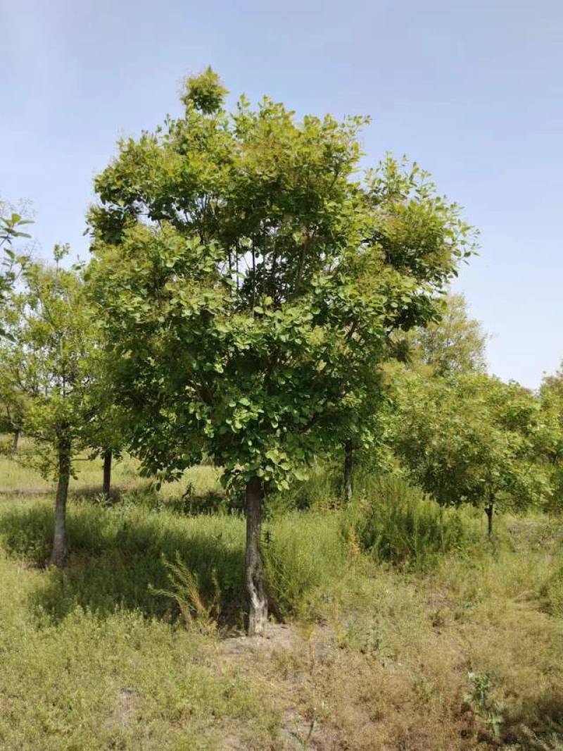 【牛商推荐】黄栌自家苗圃一手货源全国发货基地直供