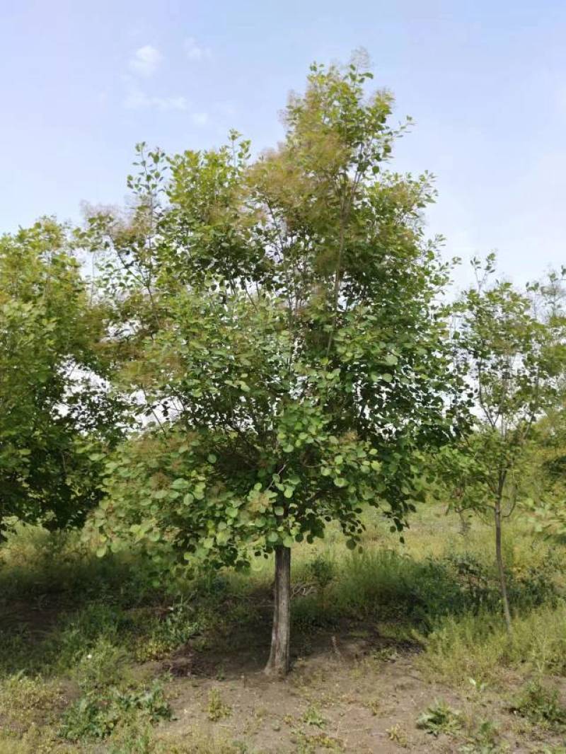 【牛商推荐】黄栌自家苗圃一手货源全国发货基地直供