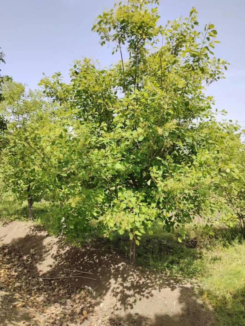 【牛商推荐】黄栌自家苗圃一手货源全国发货基地直供