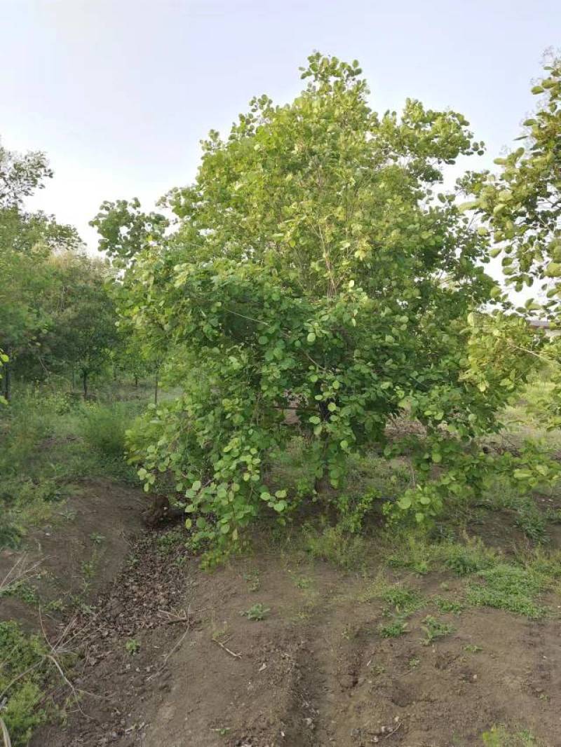 【牛商推荐】黄栌自家苗圃一手货源全国发货基地直供