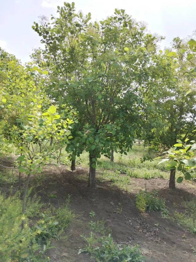 【牛商推荐】黄栌自家苗圃一手货源全国发货基地直供