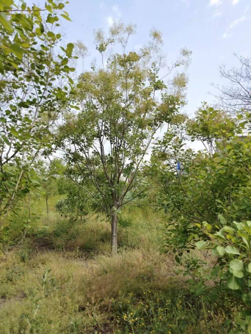 【牛商推荐】黄栌自家苗圃一手货源全国发货基地直供