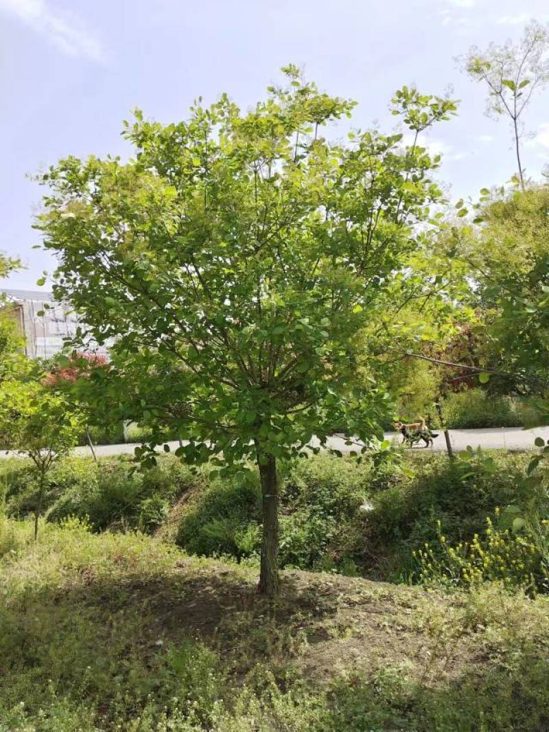 【牛商推荐】黄栌自家苗圃一手货源全国发货基地直供
