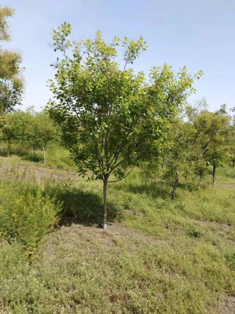 【牛商推荐】黄栌自家苗圃一手货源全国发货基地直供