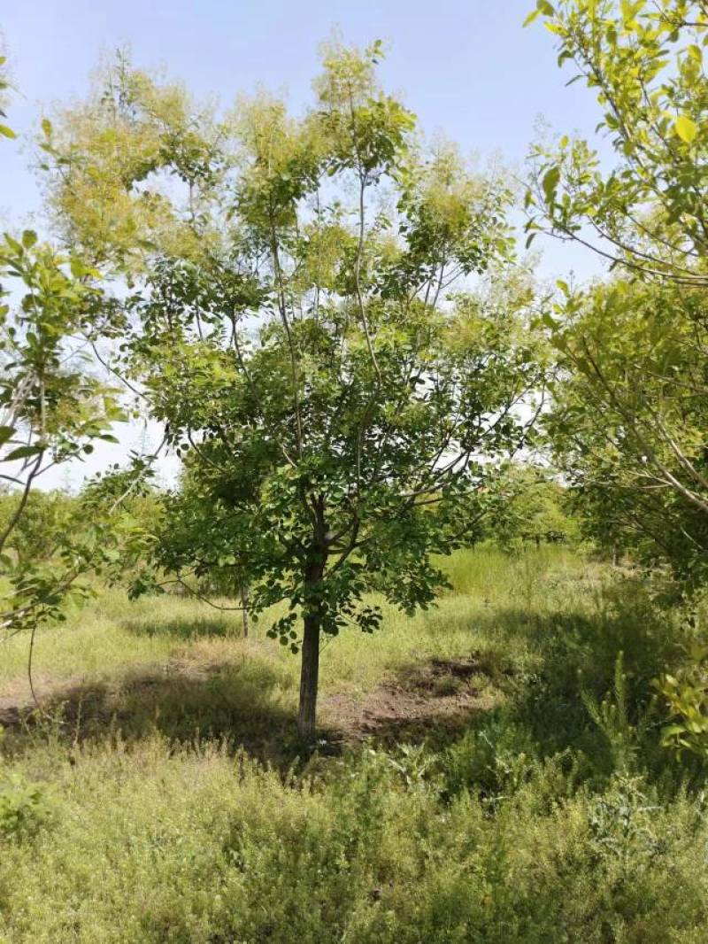 【牛商推荐】黄栌自家苗圃一手货源全国发货基地直供