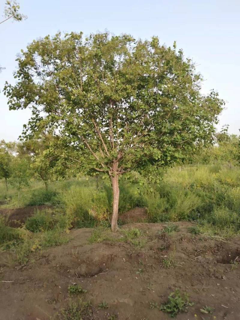 【牛商推荐】黄栌自家苗圃一手货源全国发货基地直供
