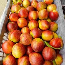 油桃/千年红油桃/中油4号油桃/胭脂脆桃大量上市