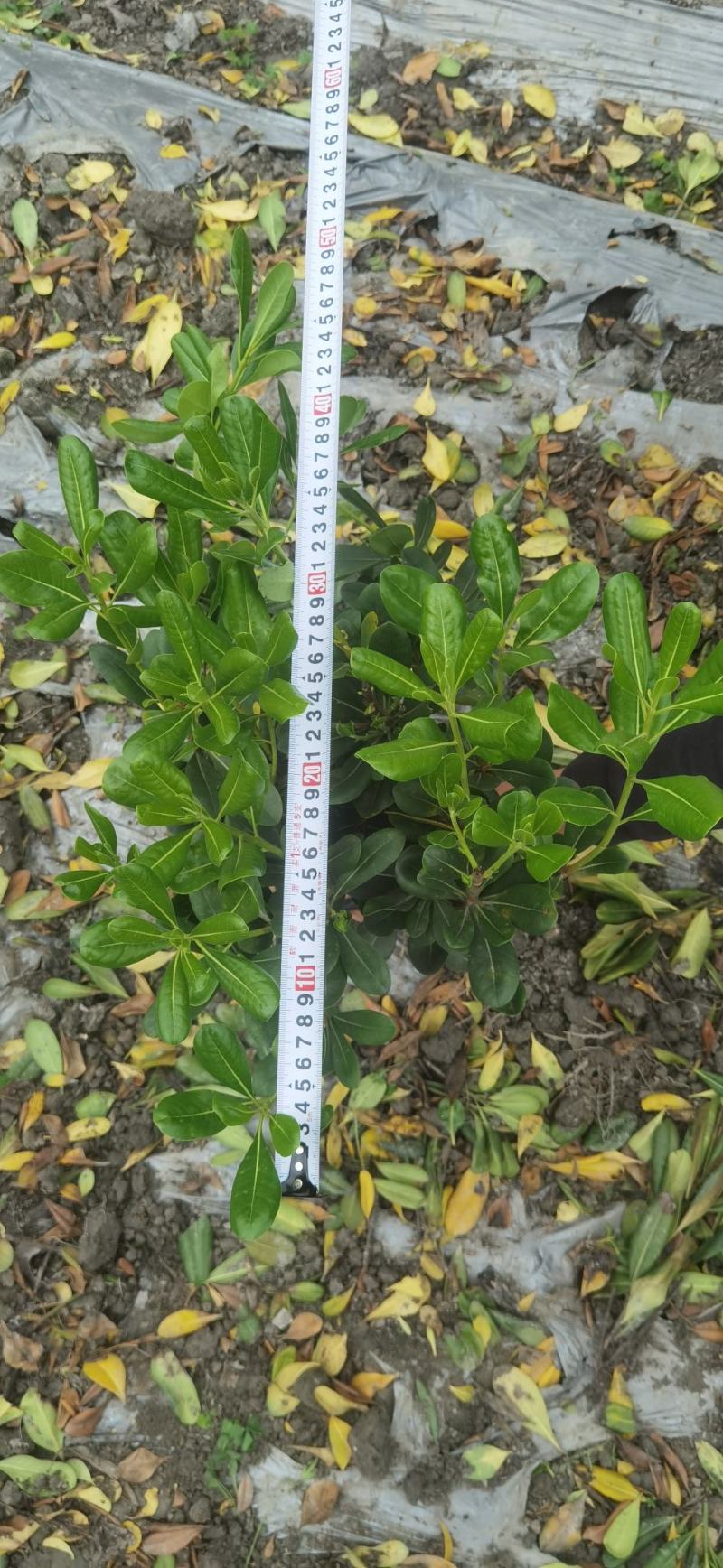 16杯海桐