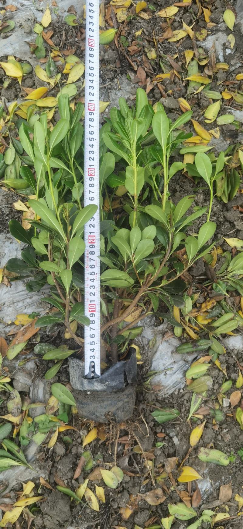 16杯海桐