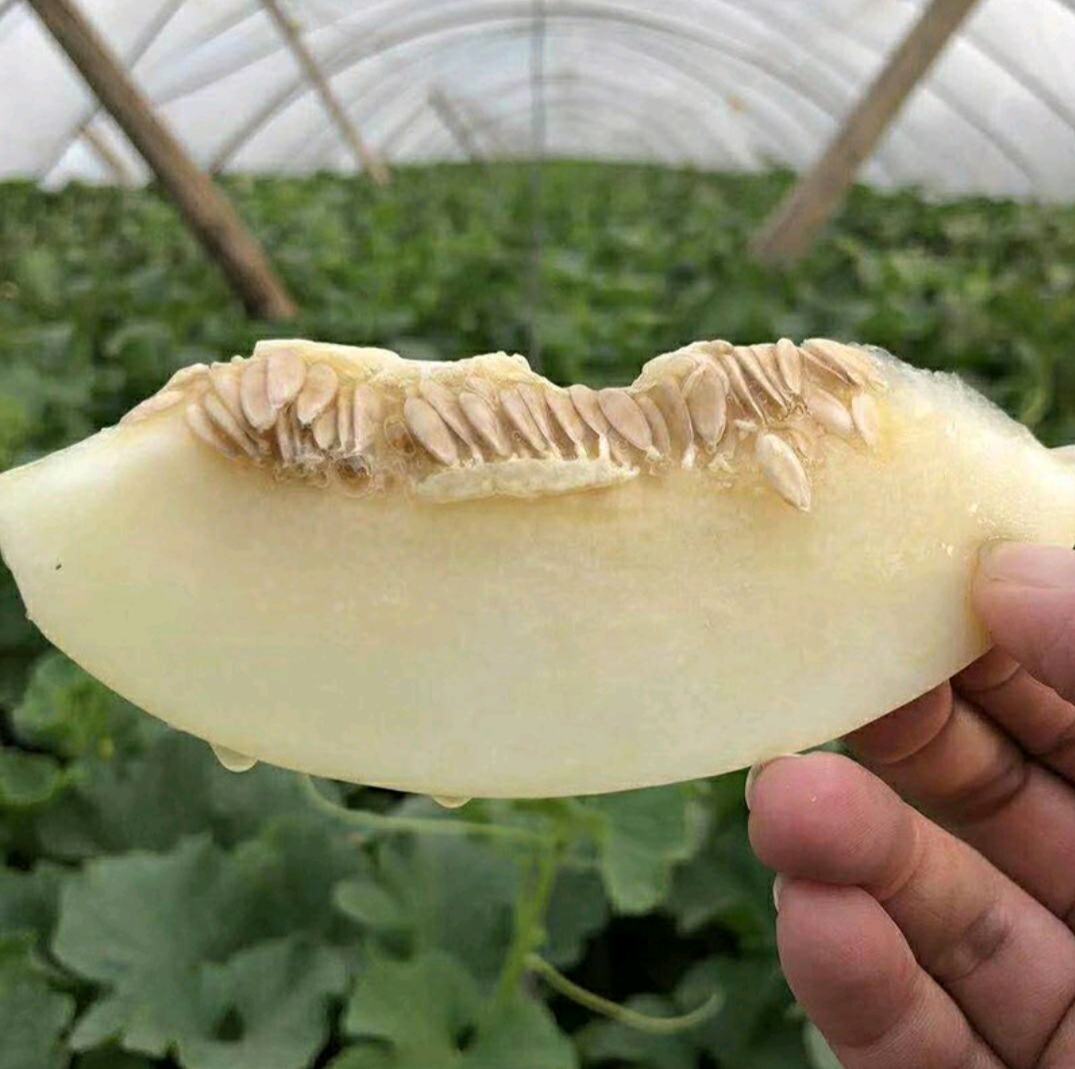 新鲜采摘的玉菇甜瓜整颗特写