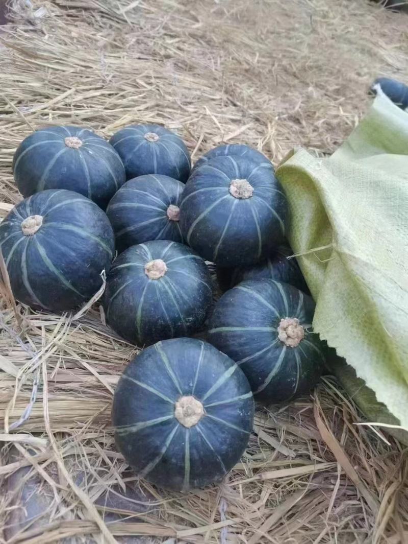 专业贝贝南瓜