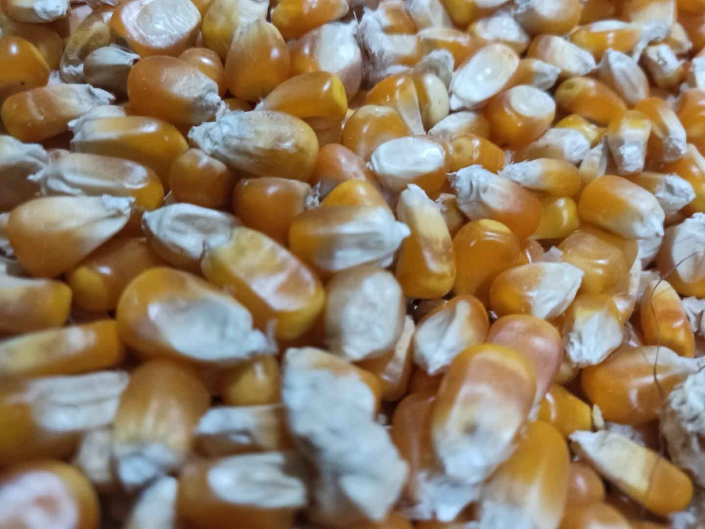 新鲜玉米粒特写