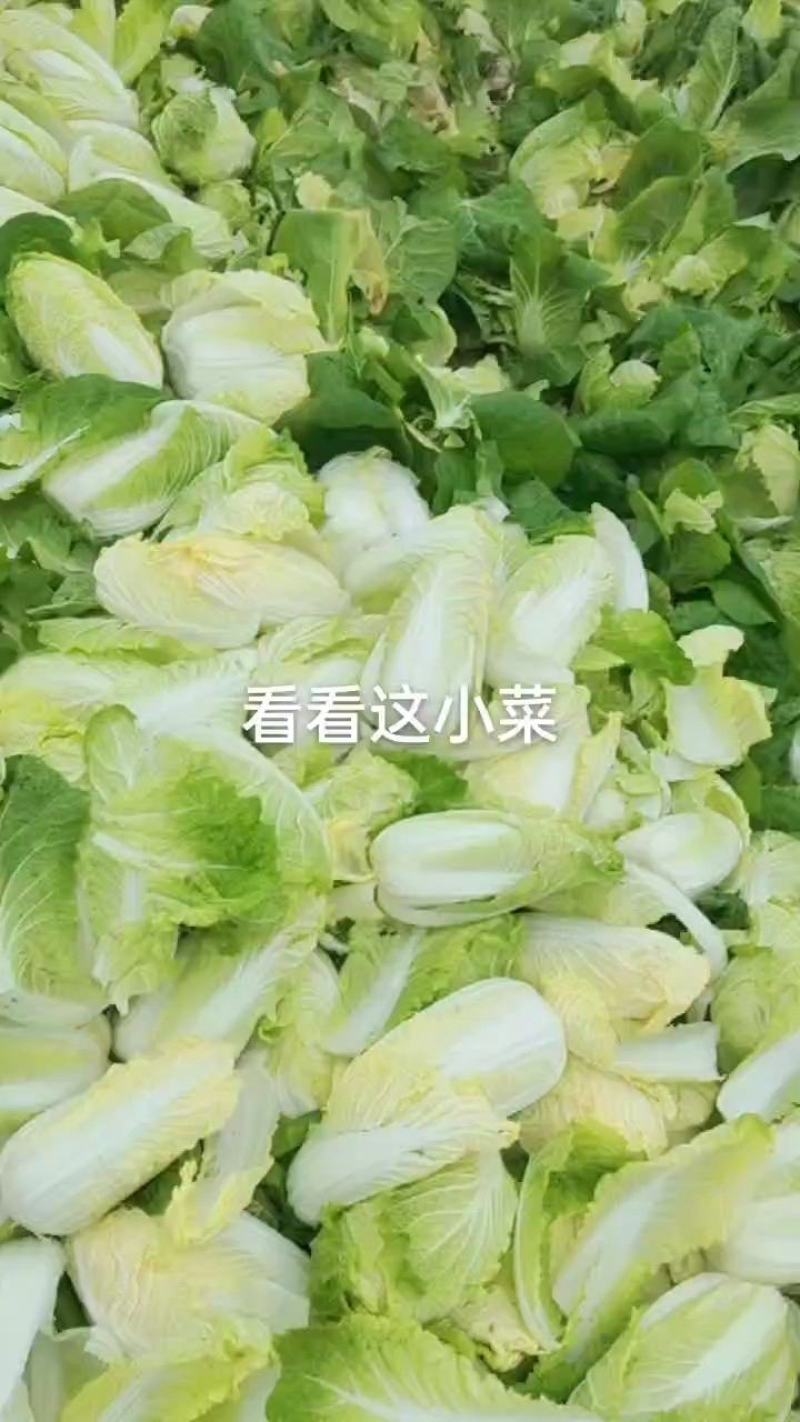 娃娃菜大量上市，基地直供