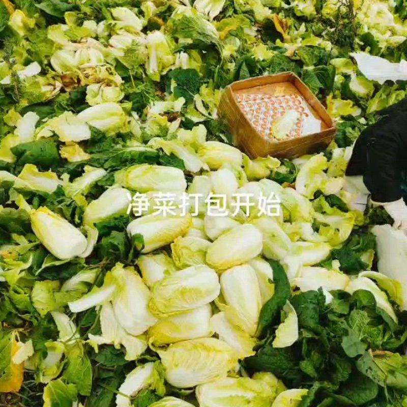 娃娃菜大量上市，基地直供