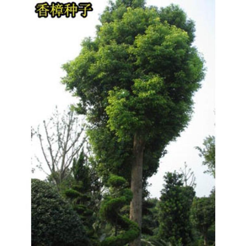 新采香樟树种子优质香樟树种子大叶想香樟小叶香樟种子
