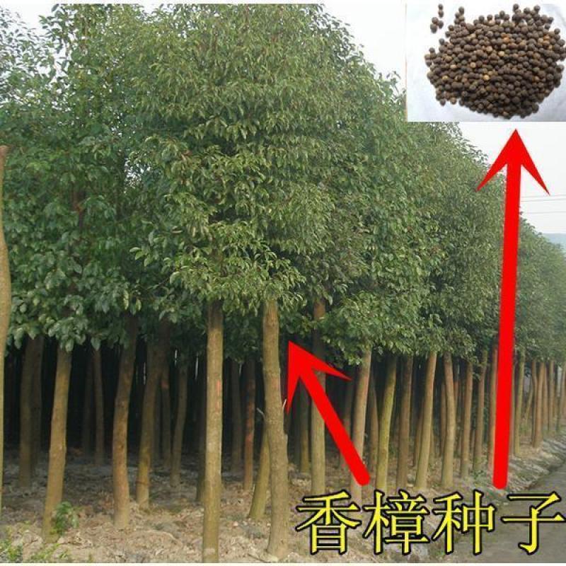 新采香樟树种子优质香樟树种子大叶想香樟小叶香樟种子