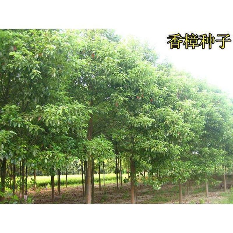 新采香樟树种子优质香樟树种子大叶想香樟小叶香樟种子