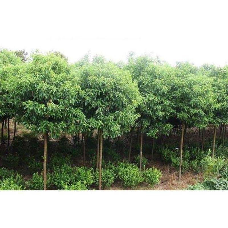 新采香樟树种子优质香樟树种子大叶想香樟小叶香樟种子