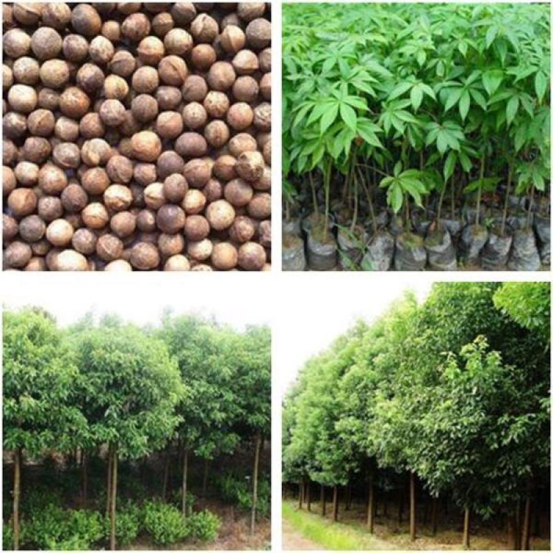 新采香樟树种子优质香樟树种子大叶想香樟小叶香樟种子