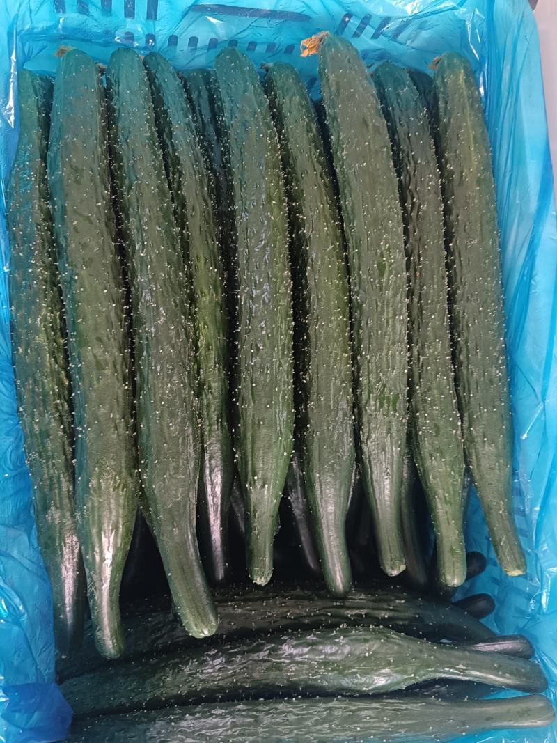 密刺黄瓜，青肉，代发各大超市，市场，店商