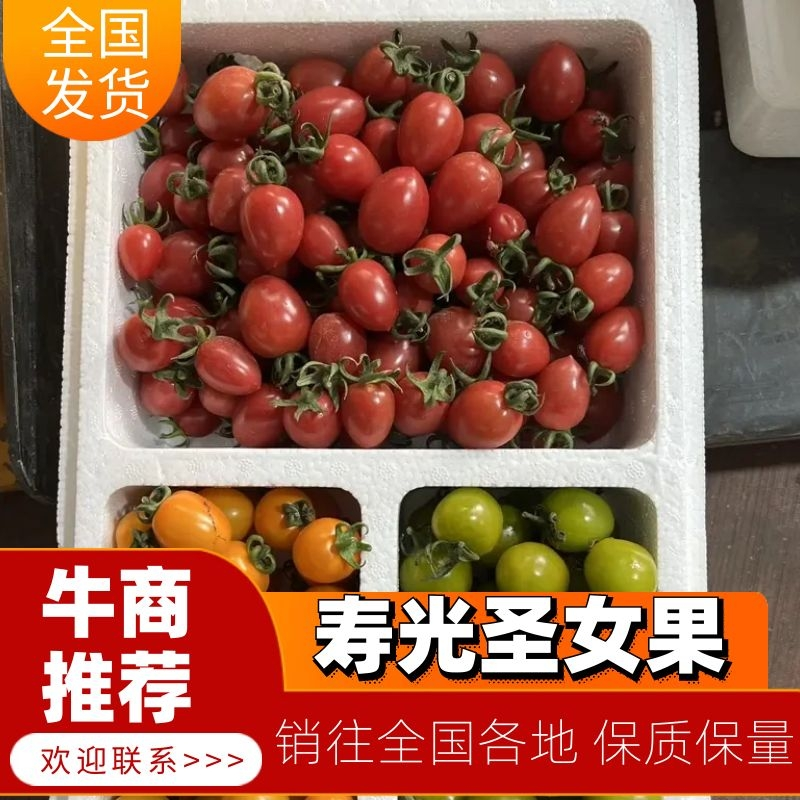 【荐】寿光小番茄圣女果产地大量现货品质上乘代发全国