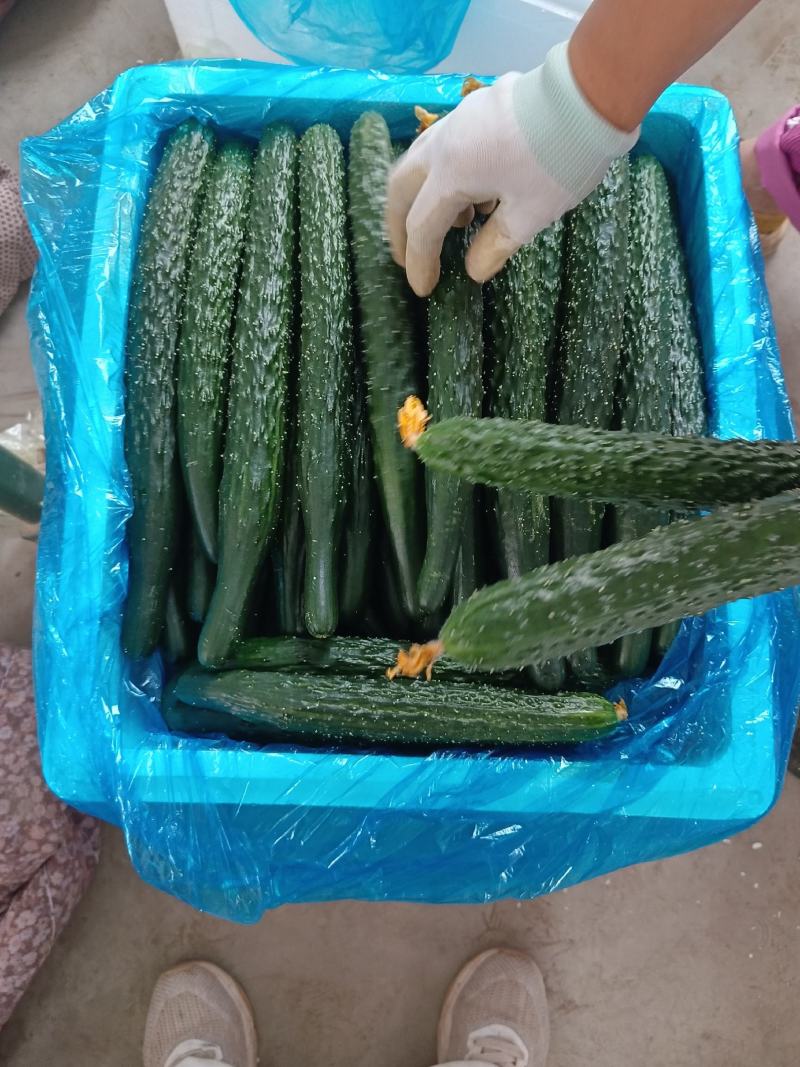 密刺黄瓜，青肉，代发各大超市，市场，店商