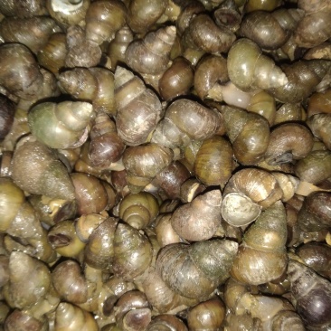 【田螺】优选螺丝，基地供应，新鲜田螺，量大从优，暂养田螺