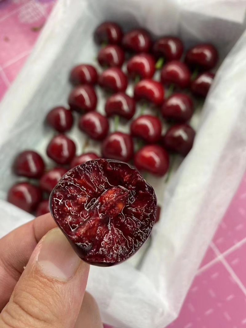 大连美早大樱桃现货供应一件代发顺丰大量有货