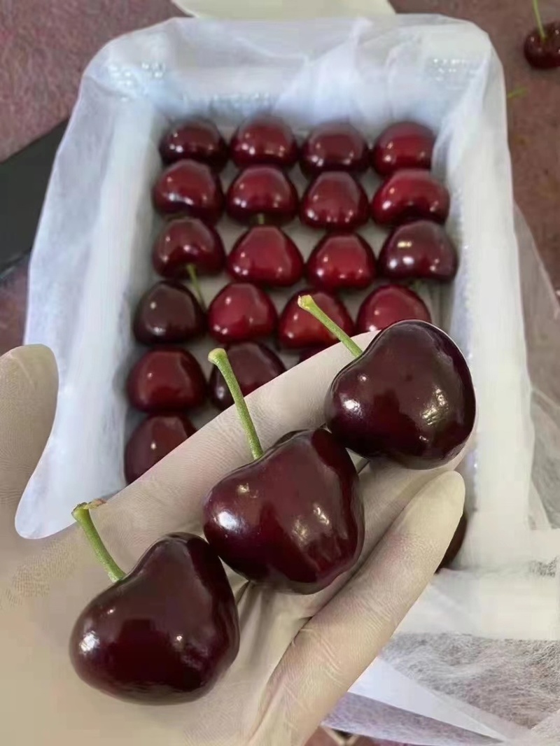 大连美早大樱桃现货供应一件代发顺丰大量有货